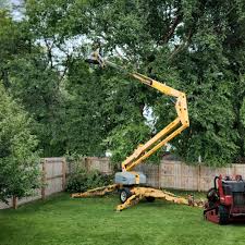 Reliable Berwyn, IL Tree Services Solutions